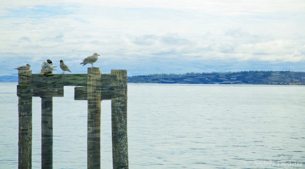 Gulls on pilings, Sidney, BC. Photo by Andrée Fredette