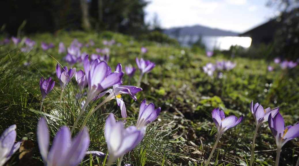 Crocus in the early spring. Photo © Andrée Fredette